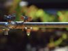 PIPERAPID